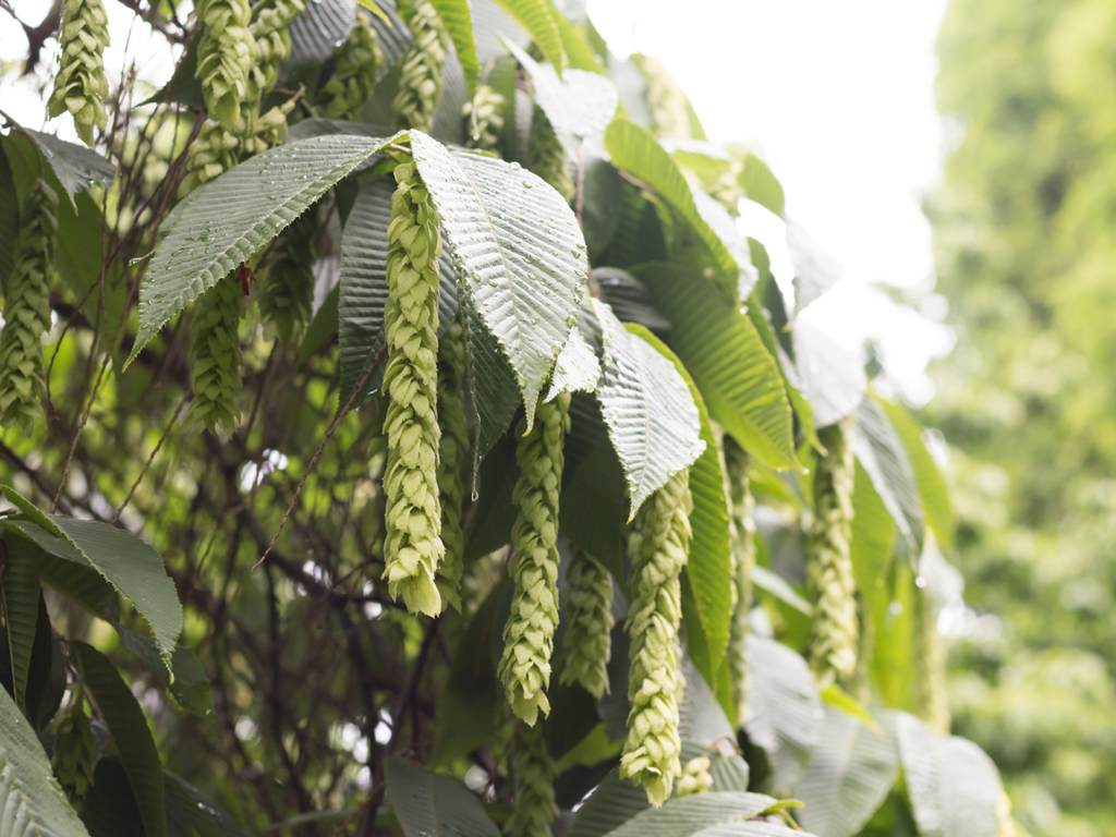 Monkeytail hornbeam