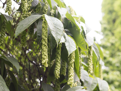 Monkeytail Hornbeam (Carpinus fangiana)