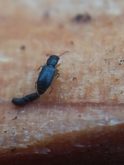 Monotoma longicollis