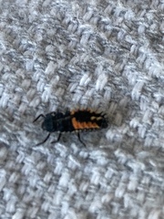 Harmonia axyridis