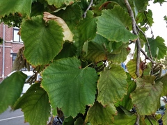 Corylus colurna