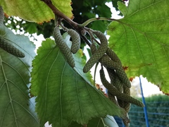 Corylus colurna