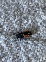 Harmonia axyridis