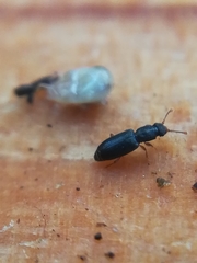 Monotoma longicollis