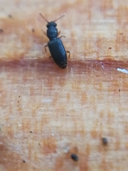 Monotoma longicollis