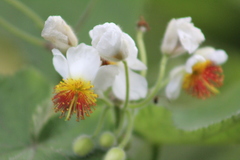 Sparrmannia