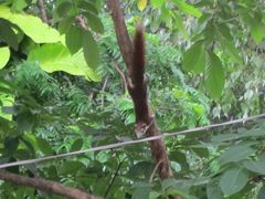 Callosciurus finlaysonii