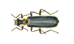 Podabrus modestus