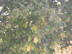 Styrax officinalis