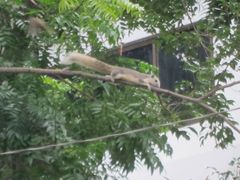 Callosciurus finlaysonii