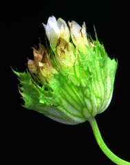 Trifolium cyathiferum