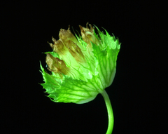 Trifolium cyathiferum