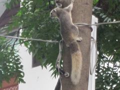 Callosciurus finlaysonii