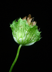 Trifolium cyathiferum