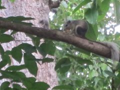 Callosciurus finlaysonii