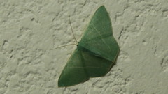 Pelagodes antiquadraria