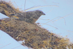 Carpodacus thura