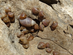 Euryptyxis latireflexa