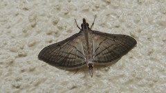 Marasmia trapezalis