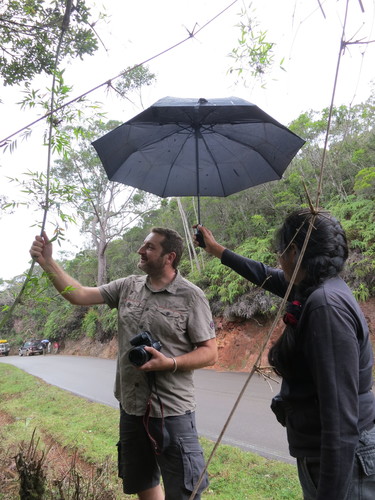 Hickelia madagascariensis image