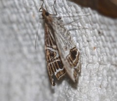 Phrataria transcissata