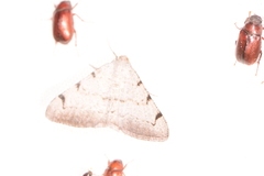 Digrammia triviata