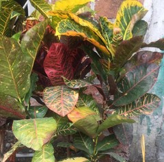 Codiaeum variegatum