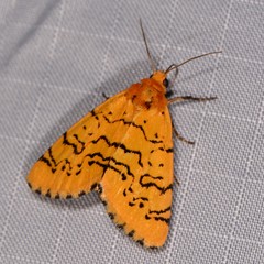 Chrysoecia atrolinea