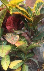 Codiaeum variegatum