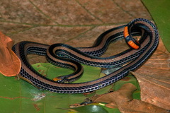 Calliophis intestinalis