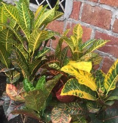 Codiaeum variegatum