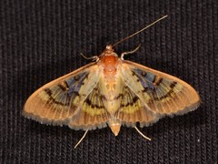 Mimorista subcostalis