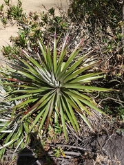 Agave filifera