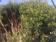 Excoecaria agallocha