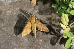 Xylophanes crotonis