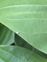 Graphium agamemnon