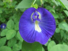 Clitoria ternatea