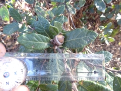 Quercus miquihuanensis