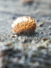 Glomeris intermedia