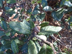 Quercus miquihuanensis