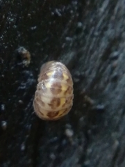 Glomeris intermedia
