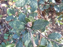 Quercus miquihuanensis