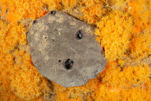 grey leather sponge, photo 2 of 10