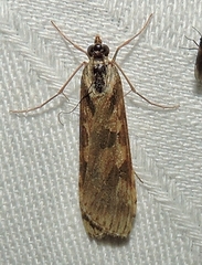 Nomophila corticalis