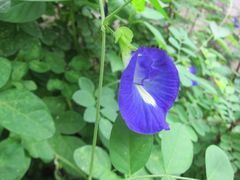Clitoria ternatea