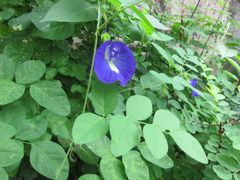 Clitoria ternatea