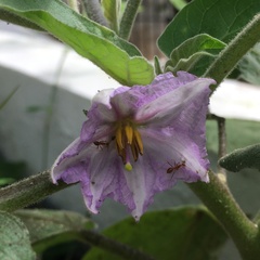 Solanum melongena