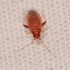 Pseudothenicus rubropunctatus