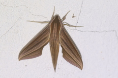 Xylophanes cthulhu
