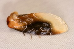 Chrysoecia scira